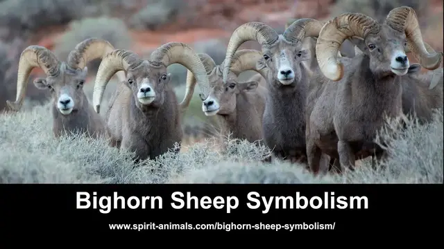 Video thumbnail for Bighorn Sheep Symbolism