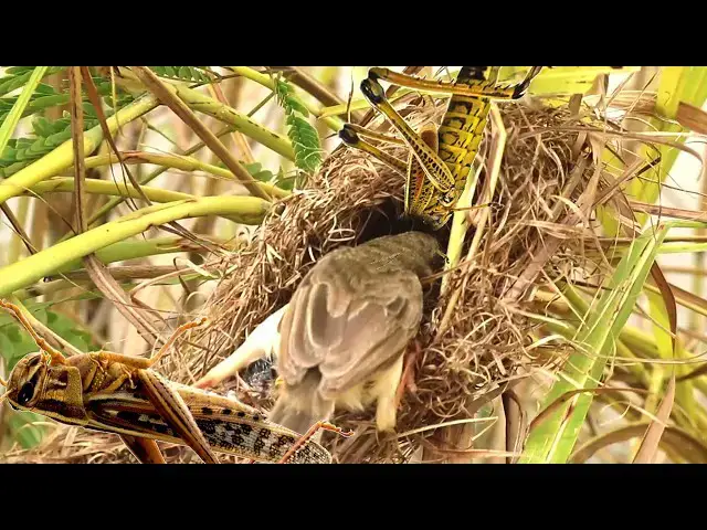 Video thumbnail for Feeding Frenzy: Baby Birds Catching Their Meals