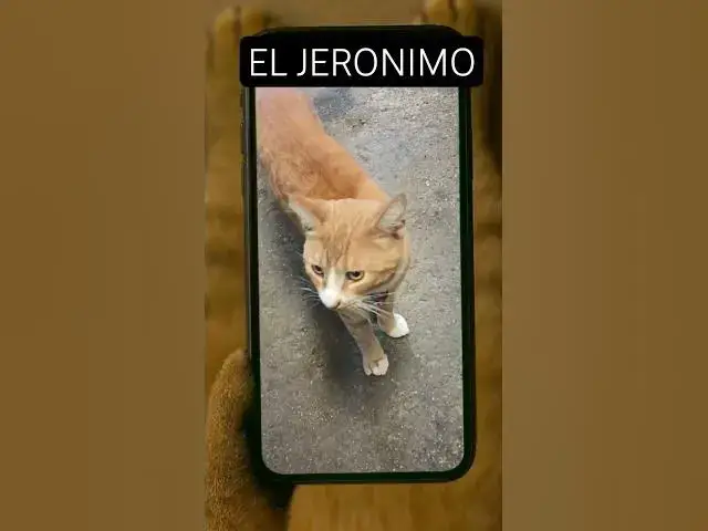 Video thumbnail for #cat #gatosdomésticos #jeronimo