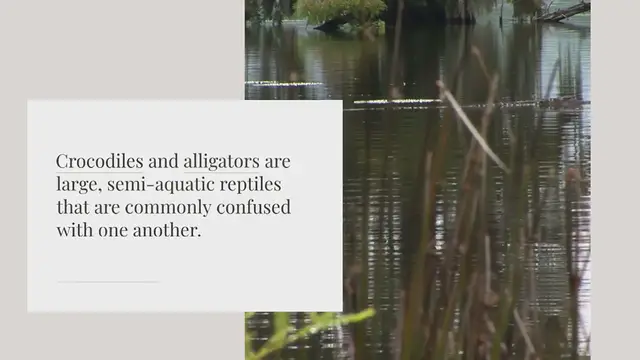 Video thumbnail for Which is bigger crocodile or alligator?