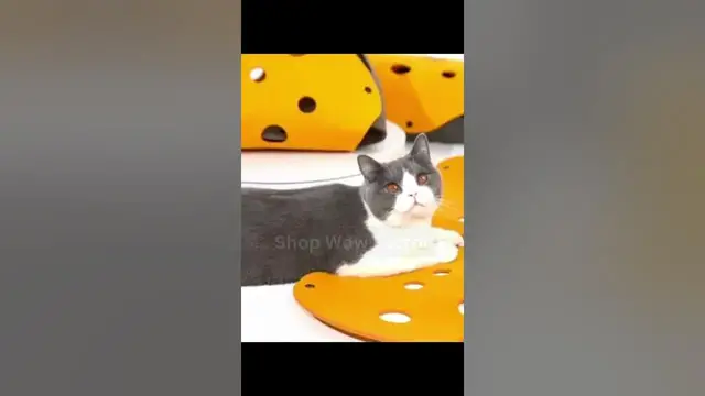 Video thumbnail for 🐱🕳️ Cat Felt Tunnel Combination Toy 🕳️🐱 || Link is in Description || #cat #toys #viral #shorts