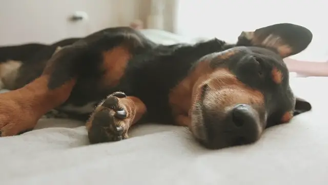 Video thumbnail for Midnight Snack Indulgence