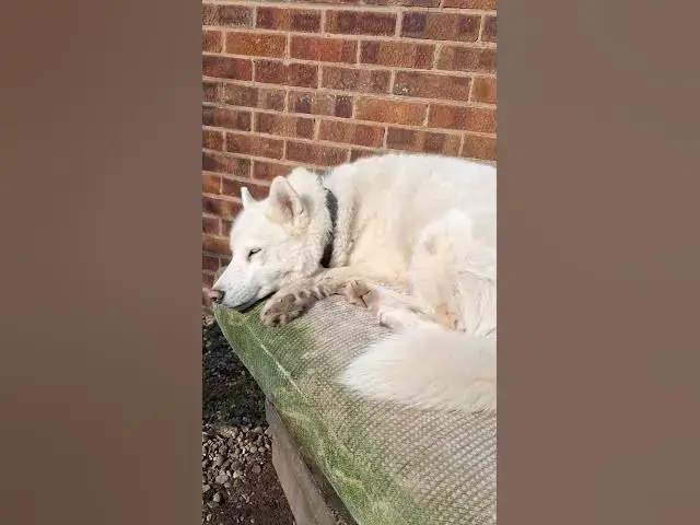 Video thumbnail for Tiggs move... I sit here next to mum!!