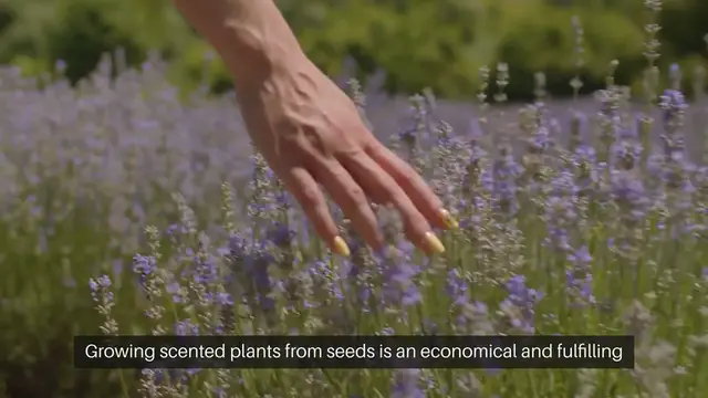 Video thumbnail for Seed Starting for Scented Gardens