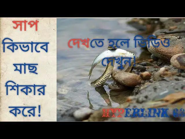 'Video thumbnail for একটি সাপ কিভাবে আস্ত একটি মাছ খেয়ে নিল!তার সম্পূর্ণ ভিডিও!এ রকম অনেক ভিডিও দেখতে subscribe!করুন!'