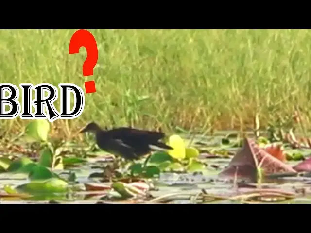 Video thumbnail for Lake Life Tiny Wild Ducks in Their Natural Habitat \-baby birds eat