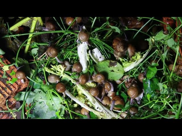 Video thumbnail for 🐌 Snails, 🐌 snial alot eating papaya fruits now 🦈 | 𝑴𝒆𝒕𝒉𝒐𝒅𝒔 #𝟗𝟔9076