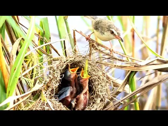 Video thumbnail for Female Grown Birds Catch Grasshoper Feed Babes Eat in Nest  [ @viralbirdNest