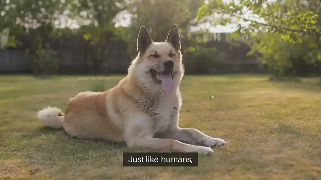 Video thumbnail for Pet Behavioral Health