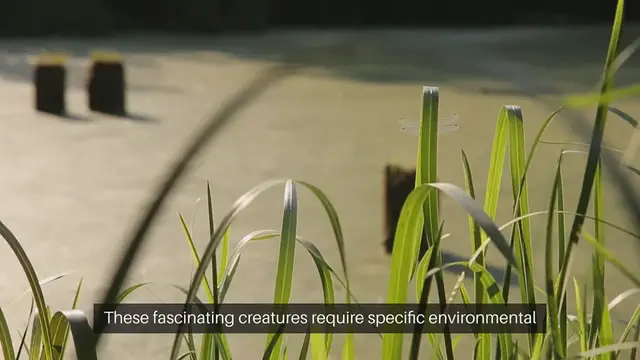 Video thumbnail for Pet Frogs and Amphibians Habitat Setup Guide