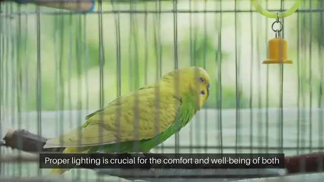 Video thumbnail for Pet-Friendly Home Lighting Solutions