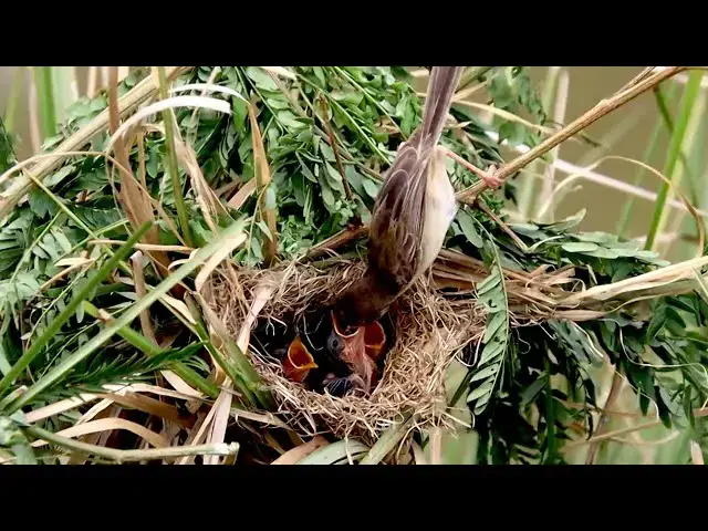 'Video thumbnail for In field wild bird here | Baby's bird to wait eat food'