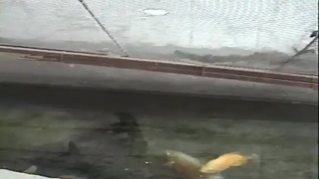 Video thumbnail for The Animal Farm Talavera Philippines 2000