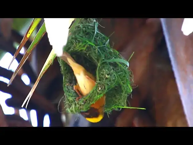 'Video thumbnail for Maya bird - Golden bird making nest | nest a lot of Maya bird a lot'