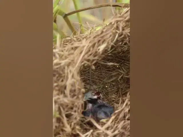Video thumbnail for Babies wild grown Bird life EP#042 #nestegg #egglaying #satisfying #nestling  #birds #babybird #baby