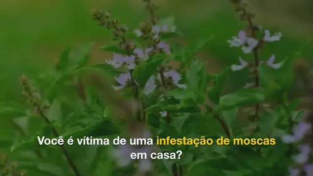 Video thumbnail for Adicione 2 ingredientes que você tem em casa em uma jarra e as moscas não voltarão