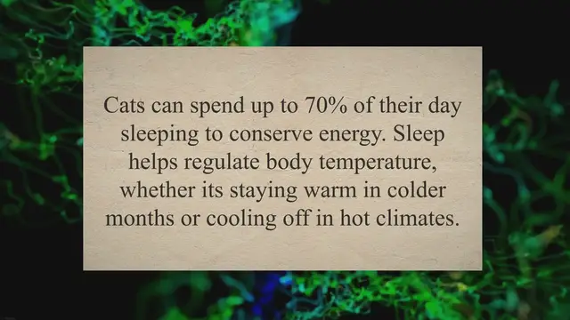 Video thumbnail for Top 9 Reasons Why Cats Sleep So Much