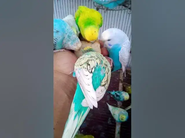 Video thumbnail for 이 아마존 새 장난감은 정말 멋지네요 #새 #앵무새 #새애호가 #잉꼬 #사랑앵무새 #잉꼬가 #잉꼬