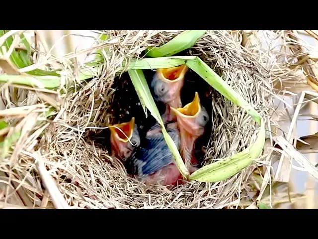 Video thumbnail for Wild Bird Nestlings Patiently Await Feeding