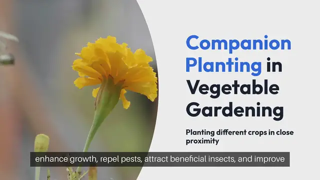 Video thumbnail for Companion Planting in Vegetable Gardening