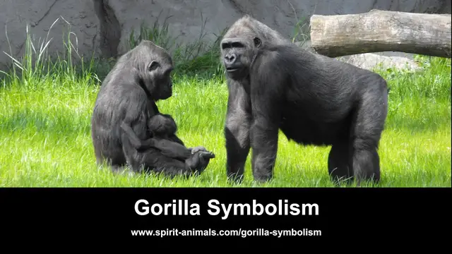 Video thumbnail for Gorilla Symbolism