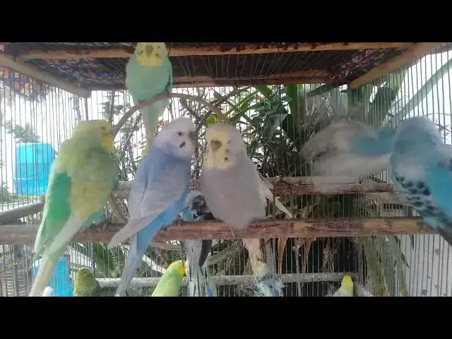 Video thumbnail for Respiração guiada pela natureza – foco, calma e paz interior 🌿🕊️