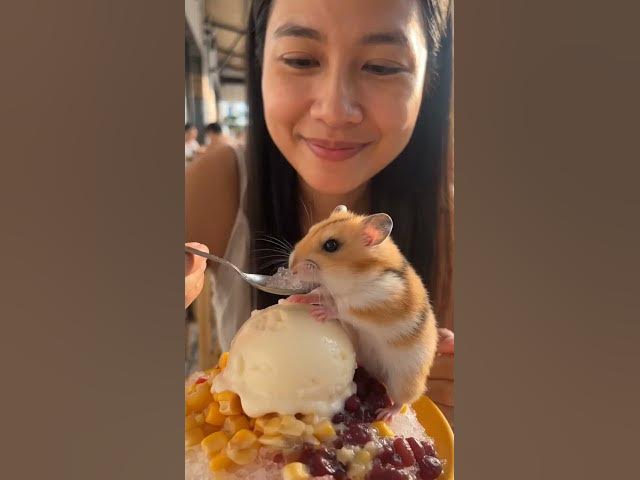 Video thumbnail for Sharing Ice Kacang with the hamster #adayinthelifeinasia #exploreanddiscover