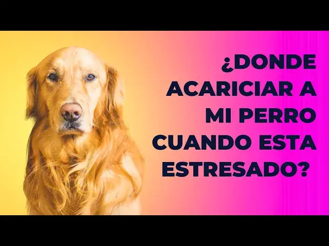 Video thumbnail for ¿Dónde Acariciar a tu Perro para Calmar su Estrés?