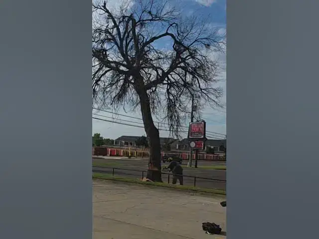 Video thumbnail for old tree takedown