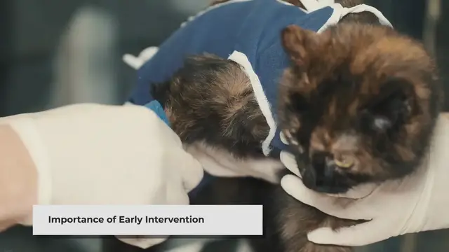 'Video thumbnail for Treating a Sick Cat: Essential Steps for a Speedy Recovery'