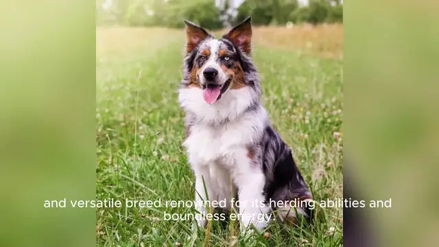 Video thumbnail for Australian Shepherd