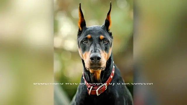 Video thumbnail for Doberman Pinscher