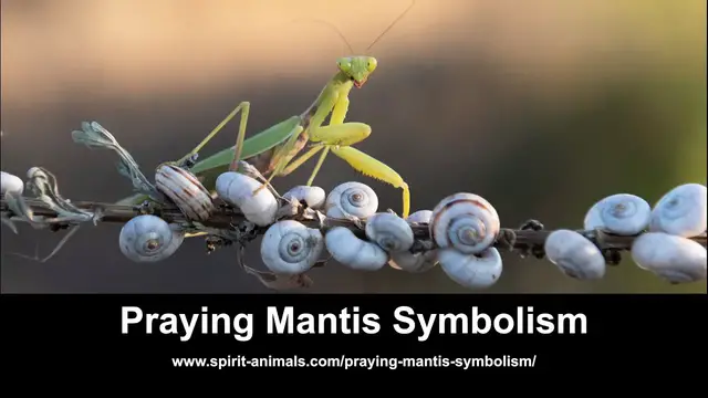 Video thumbnail for Praying Mantis Symbolism