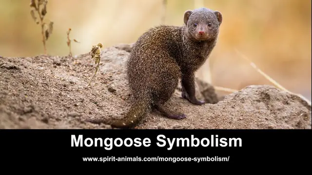 Video thumbnail for Mongoose Symbolism