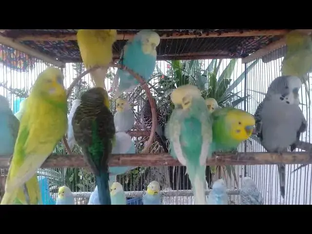 Video thumbnail for 🧘 “Paz profunda – música natural e canto dos periquitos 🌿”