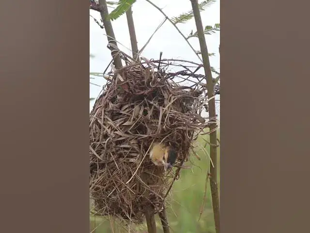 Video thumbnail for Babies golden bird in nest EP#039 #nestegg #egglaying #satisfying #nestling  #birds #babybird #baby