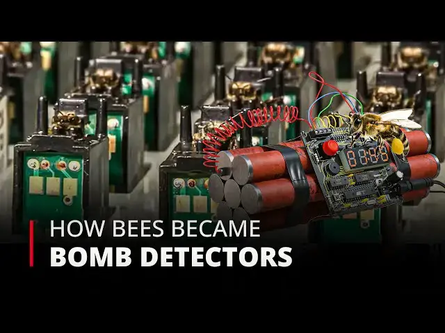Video thumbnail for The Buzzing Sentries How Bees Became Bomb Detectors | 12am News