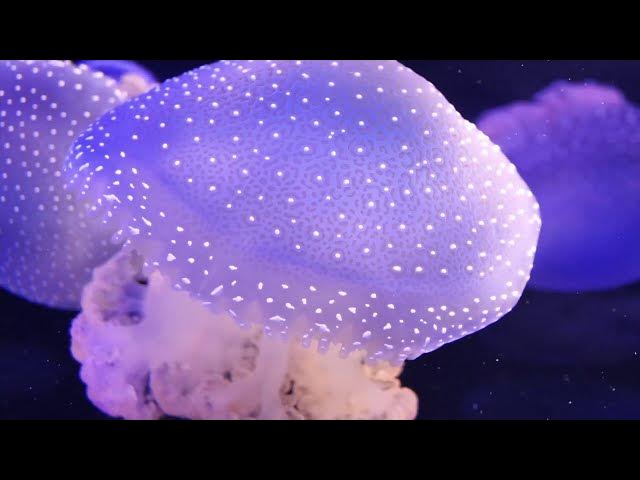 Video thumbnail for Four Types of Prayer -  Musings with Mystic, Marilynn Hughes, Out of Body Travel