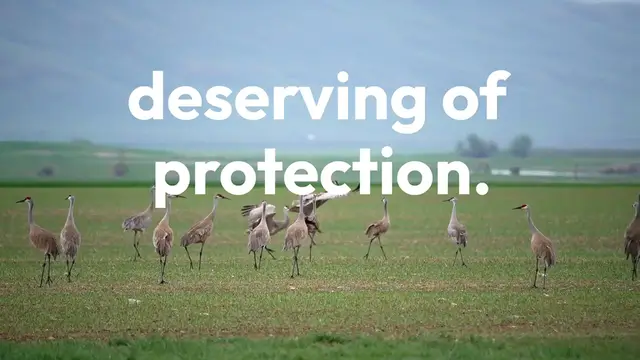 Video thumbnail for The International Crane Foundation: A Towering Effort to Save Cranes