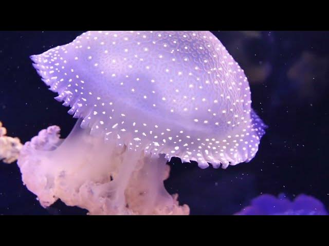 Video thumbnail for Four Types of Prayer - Twelfth Hour Vignettes, Marilynn Hughes, Out-of-Body Travel