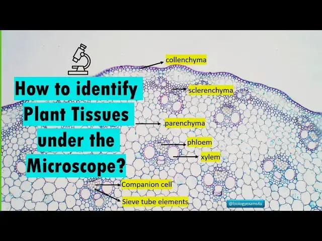 'Video thumbnail for How to Identify Different Plant Tissues under Microscope? Plant Tissues & Staining Pattern'