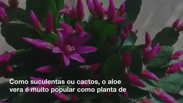 Video thumbnail for Aloe vera: como mantê-lo e colher seu gel?