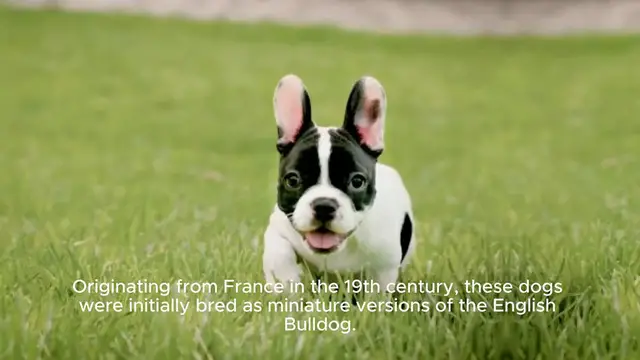 Video thumbnail for French Bulldog