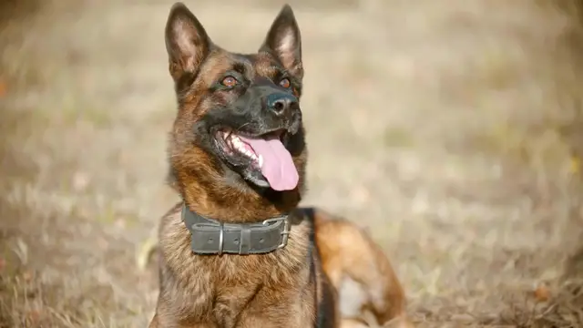 Video thumbnail for How to Care for a German Shepherd