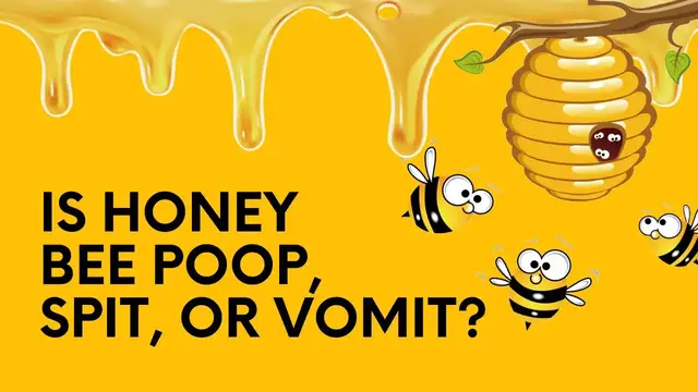 'Video thumbnail for Is Honey Bee Poop, Spit, Or Vomit?'