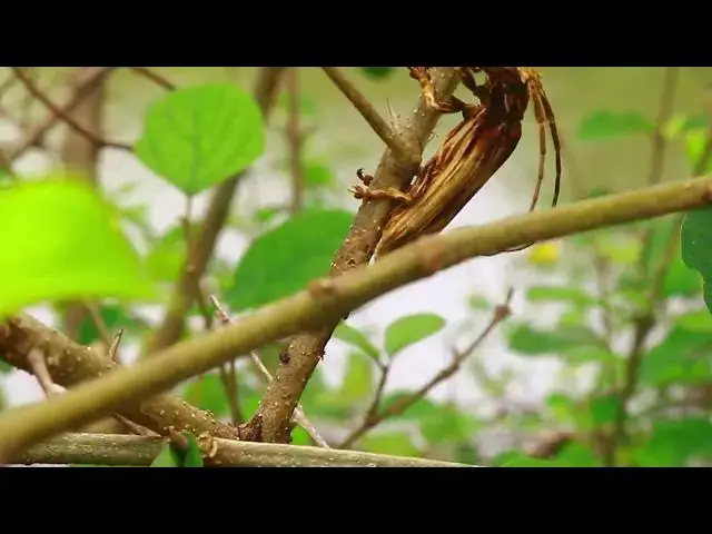 'Video thumbnail for Top Insect sleep on here'