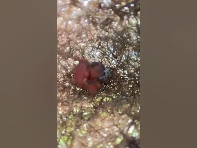 Video thumbnail for All Babies Egg Grown Sparrow EP004  #nature #animal #wildlife #birdnet #birdnest #wildbirdlife