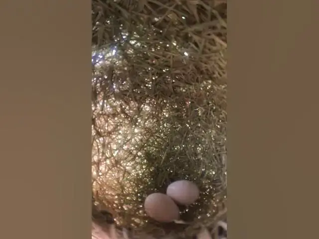 Video thumbnail for Egg Golden Bird Sparrow in Nest  #Species #Eggshells #Feathered #Nests #Egg-laying #Hatching