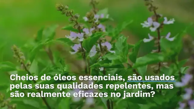 Video thumbnail for Você pode se livrar das moscas em 2 minutos de maneira natural: tudo o que você precisa é desta planta em casa
