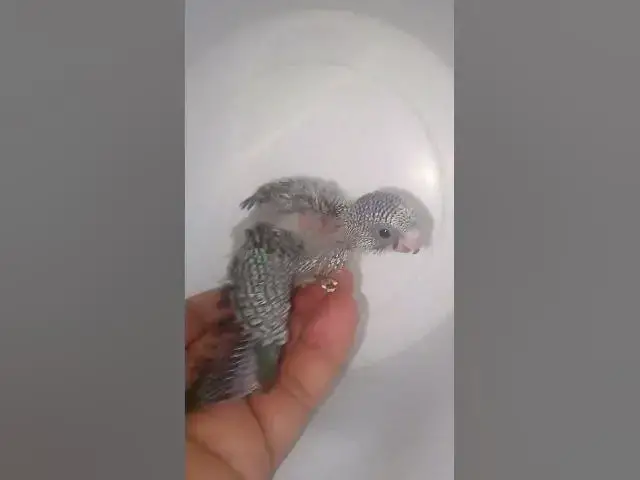 Video thumbnail for 1일차부터 30일차까지의 앵무새 성장 단계 #새 #앵무새 #사랑 #귀엽다 #앵무새 #반려동물 #재밌다